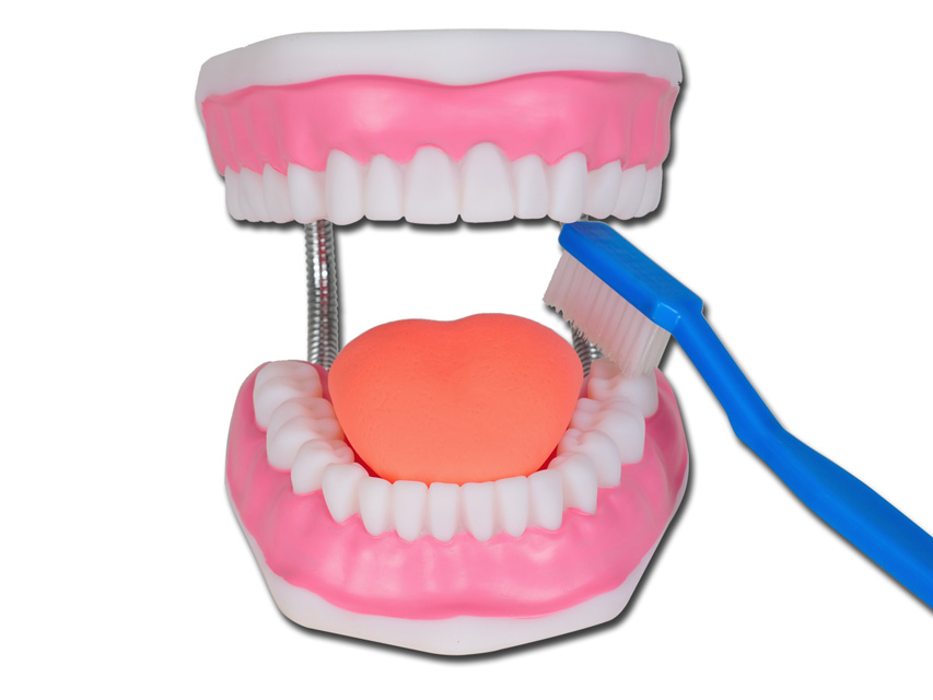 Magnify Oral Hygiene Model